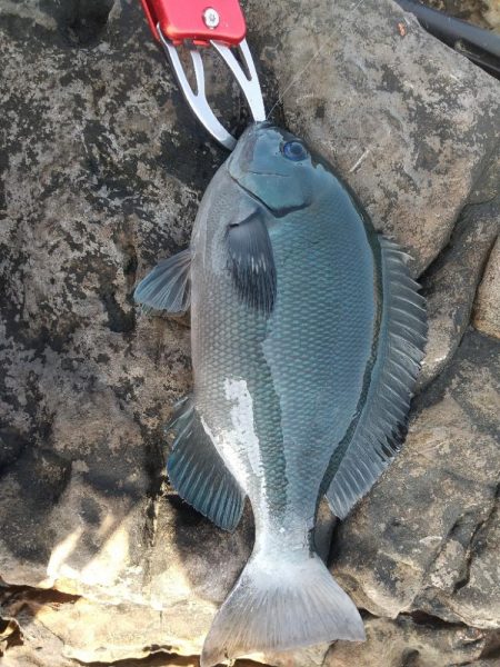 またまたフカセ