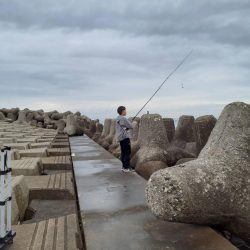 小島漁港で鰯と鯖