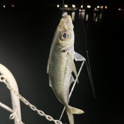 大在でアジング