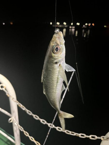 大在でアジング