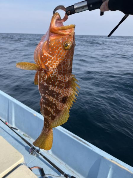 的場大島沖　キジハタ