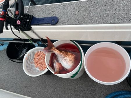 ノッコミ真鯛を狙って遠征してきました