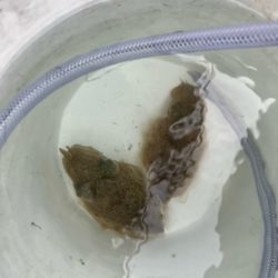 天草でコウイカ初挑戦してきました