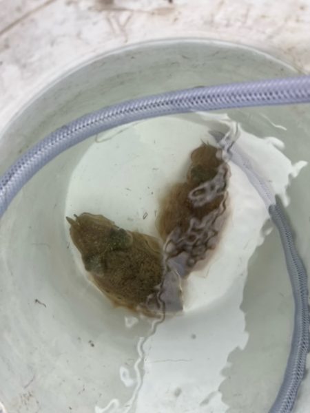 天草でコウイカ初挑戦してきました