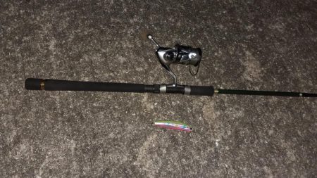 西宮周辺 シーバス