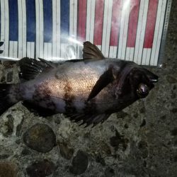 3月も好釣メバリング