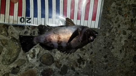 3月も好釣メバリング