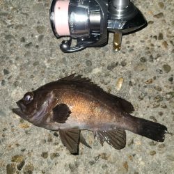 メバリングです