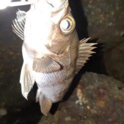 約一年ぶりに。