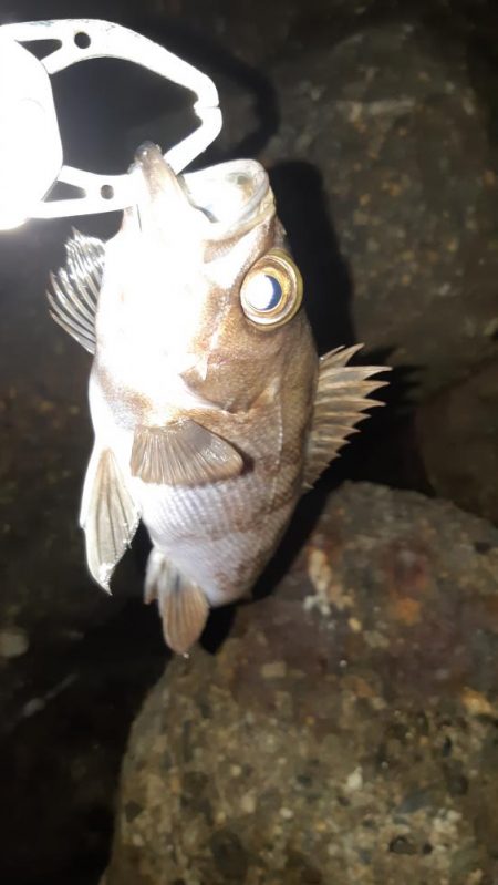 約一年ぶりに。