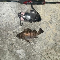 メバリング激渋の日