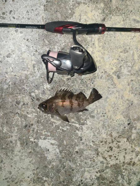 メバリング激渋の日