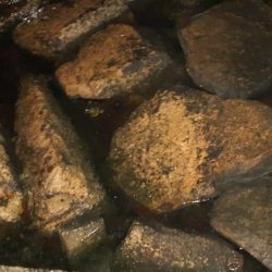 西宮周辺　シーバス