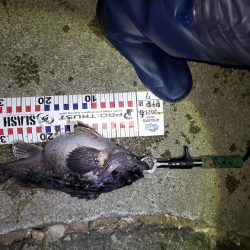 釣り人生初釣果！産卵前のクロソイ？？