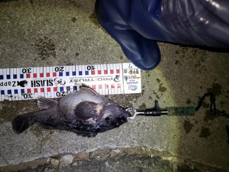 釣り人生初釣果！産卵前のクロソイ？？