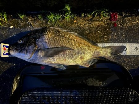 今年初めてのノッコミチヌ狙いでした