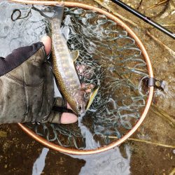 解禁です、サクラ居ませんが渓流は良いですね