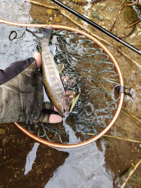 解禁です、サクラ居ませんが渓流は良いですね…