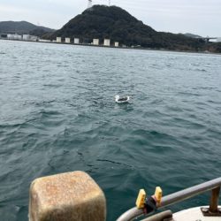 春の関門にアラカブ狙って行って来ました