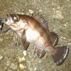 メバル狙いに。