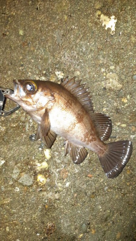 メバル狙いに。