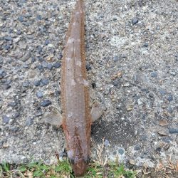 今日も五目釣り達成!