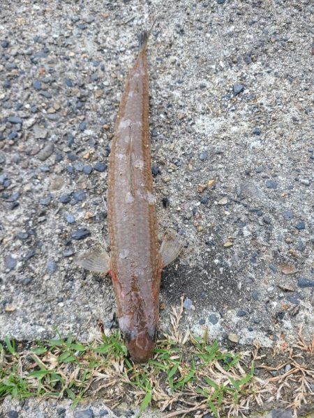 今日も五目釣り達成!