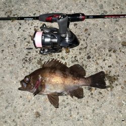 メバリングです