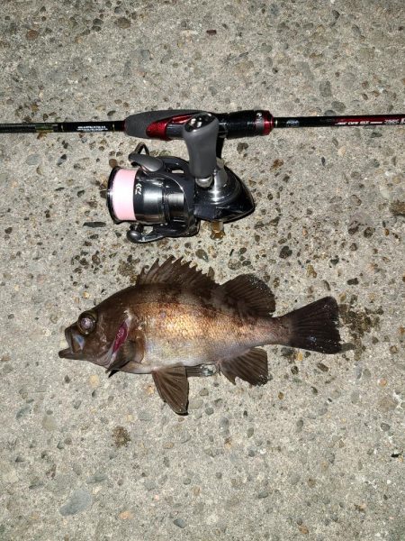 メバリングです