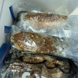 二度目の天草コウイカ釣りに行って来ました