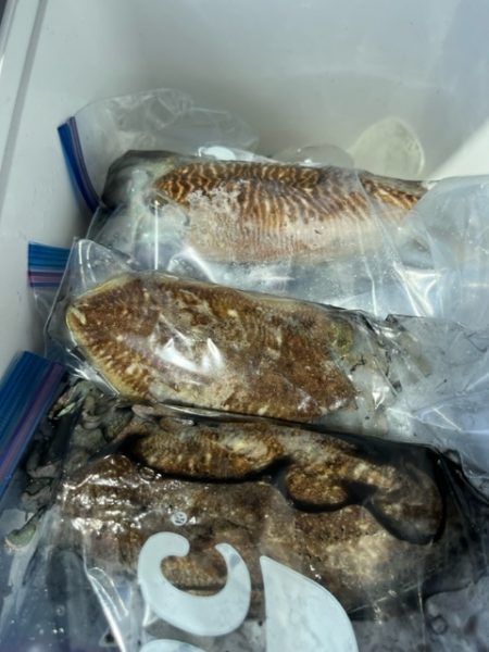 二度目の天草コウイカ釣りに行って来ました