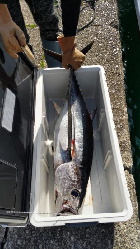 10kgオーバーのトンボ