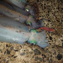 黄砂エギングIN対馬