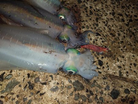 黄砂エギングIN対馬