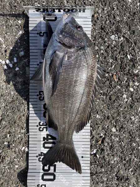 イチノ(兄)釣果!