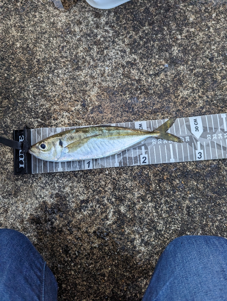 陸っぱり釣行記