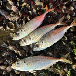 朝マヅメアジング