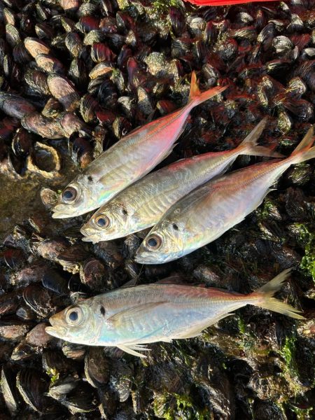 朝マヅメアジング