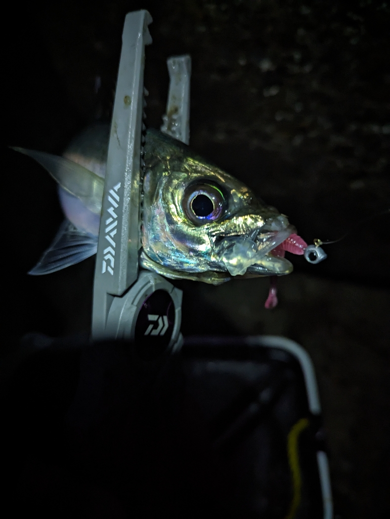 陸っぱり釣行記