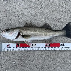 その日のアタリルアー