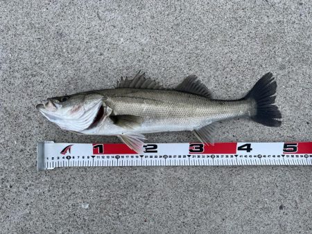 その日のアタリルアー