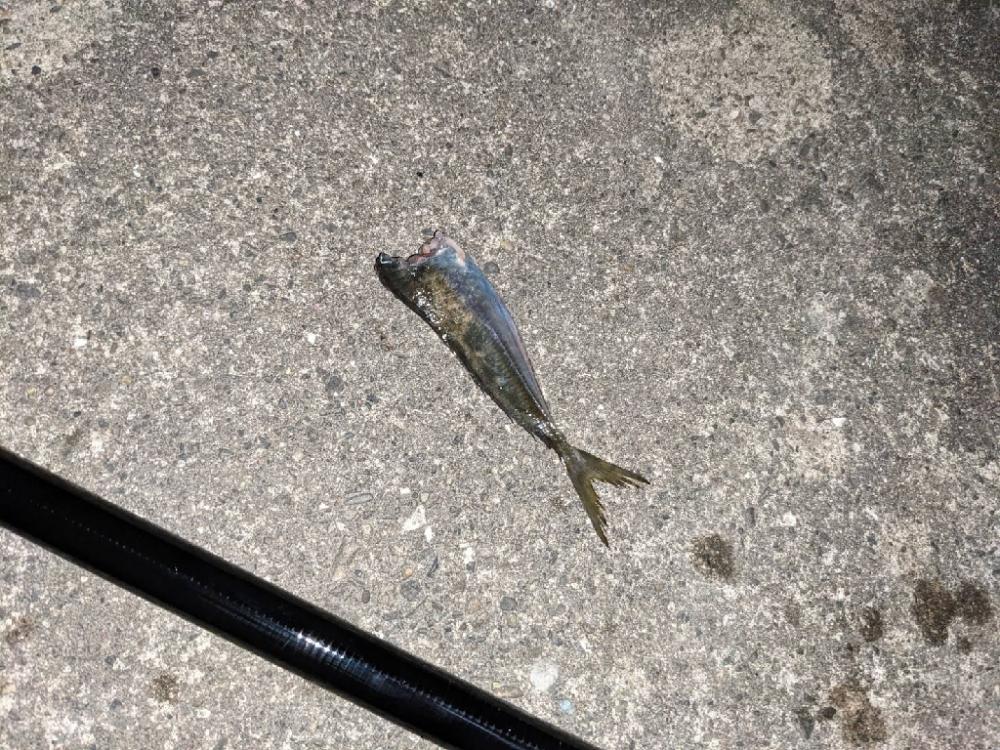 昨年末以来のヤエンでアオリイカGET♪