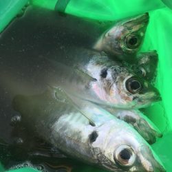 朝マズメにアジ大漁