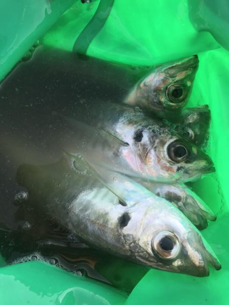 朝マズメにアジ大漁