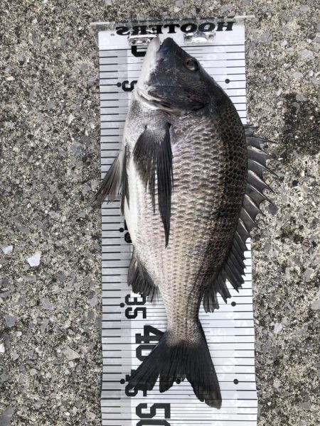 イチノ兄弟(兄)釣果!