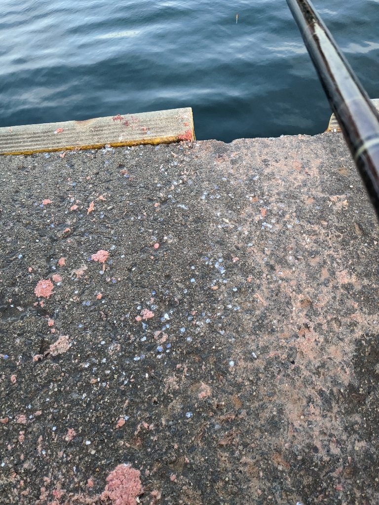 季節はずれの鯖