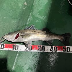 大分大在でセイゴ祭り