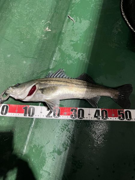 大分大在でセイゴ祭り