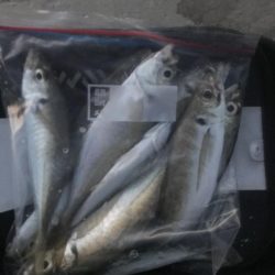 夕マズメのアジ釣り