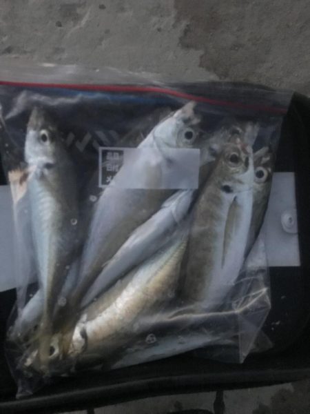 夕マズメのアジ釣り